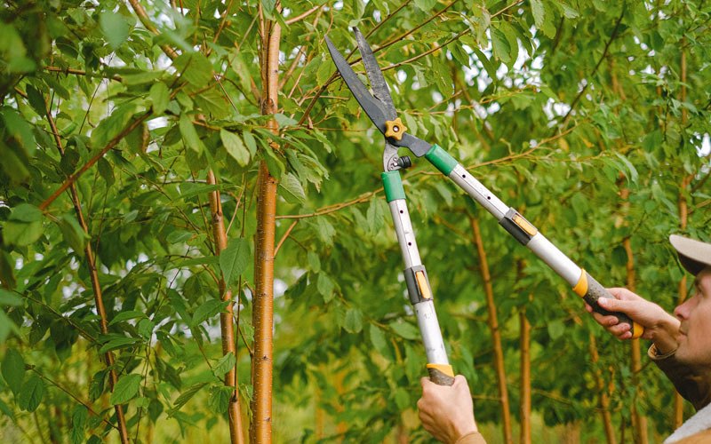 Tree trimming in Parma, ID