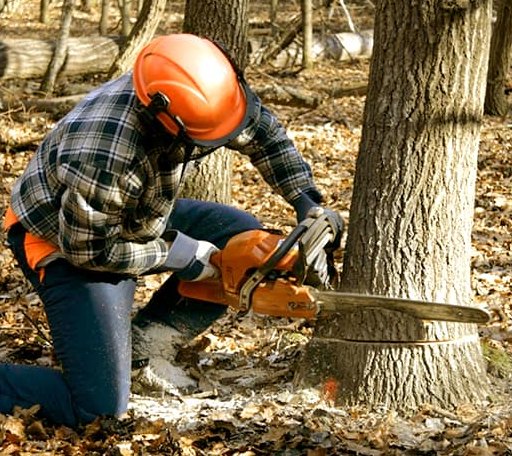Tree Removal in Parma, ID